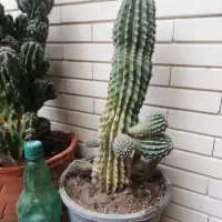 معاوضه چند تا کاکتوس با طوطی ملنگو وقناری