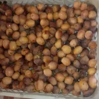 خرما هلیله درجه 1 کیلویی 80هزار تومان