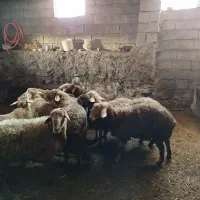 توغلو فروشی نروماده