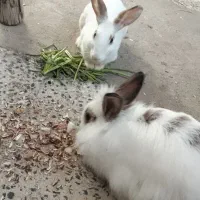 خرگوش نروماده فروش خیلی فوری