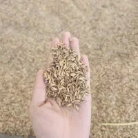 شلتوک عنبر بو