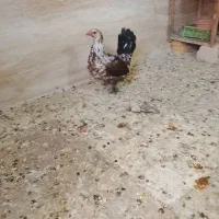 مرغ گلین.|حیوانات مزرعه|خمینی‌شهر, |دیوار