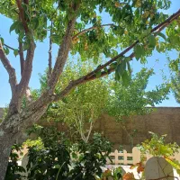 فروش باغ ویلا دنج بوژان با بنا و محوطه زیبا|فروش خانه و ویلا|نیشابور, فضل|دیوار