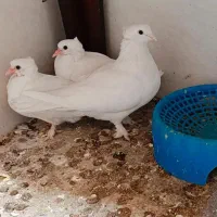 کبوتر پاپر زینتی با دو تا جوجه ۳هفته ای|پرنده|قم, قلعه کامکار|دیوار