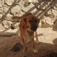 دو عدد سگ گله ای برادر چهارده ماهه