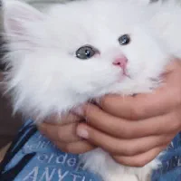 بچه گربه ماده پرشین عروسکی ۲ماهه