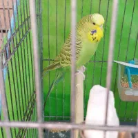 مرغ عشق انگلیسی|پرنده|سوسنگرد, |دیوار