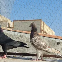 پرنده کبوتر|پرنده|قزوین, |دیوار