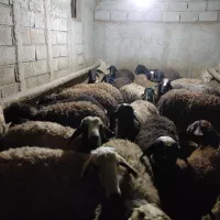 بره نر پای پروار
