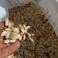 خرمنکوب کدوپاک سازی تخمه کدو
