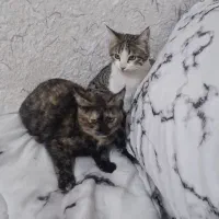 واگذاری گربه دوعدد|گربه|تربت‌حیدریه, ترمینال|دیوار