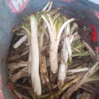 کنگر خرید و فروش