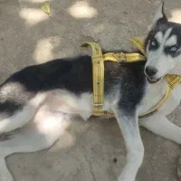 واگذاری سگ هاسکی ماده به صورت رایگان