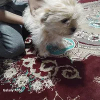 پاکوتاه شیتزو ۴ماه