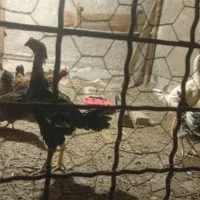 فروشنده ۲عدد خروس لاری هستم باقیمت خیلی خیلی عالی