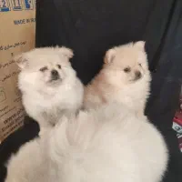 توله پامر|سگ|حاجی آباد, |دیوار