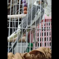 جوجه عروس هلندی