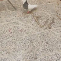 ماده طوقی درجه بک