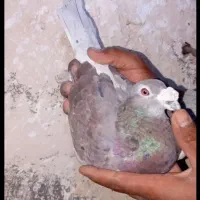 کفتر نوک گنده،پلاکی و..