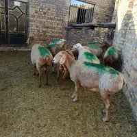 9راس میش عربی آوستن|حیوانات مزرعه|تایباد, |دیوار