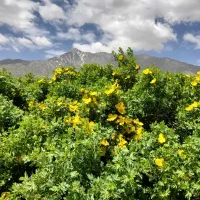 باغ-در-حال-فروش-در-سورانه