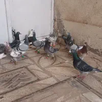 ۱۴ کبوتر بیرونی مال مشهد