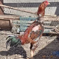 مرغ خروس جوجه لاری