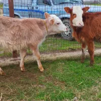 دوراس گوساله دورگ سیمینتال نر خوراک خور