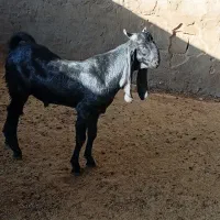 پازن نربز کهره نر