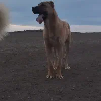 سگ اروم|سگ|ارشق, |دیوار