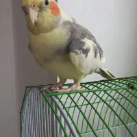 عروس هلندی سخنگو