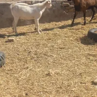 ۱۱عدد کهره نر|حیوانات مزرعه|یزد, |دیوار