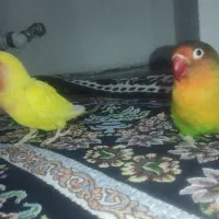 یک جفت طوطی برزیلی خوشگل