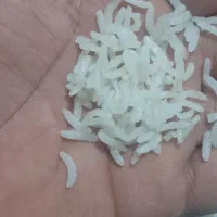 برنج کامفیروزی