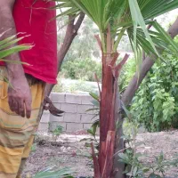 نخل پالم و رز رونده|گل و گیاه طبیعی|شیراز, شهرک امیر کبیر|دیوار