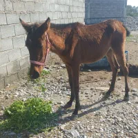 کره اسب|اسب و تجهیزات اسب‌سواری|میناب, |دیوار