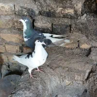 پرنده|پرنده|نیشابور, فضل|دیوار