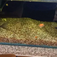 آکواریوم با لوازم و ماهی