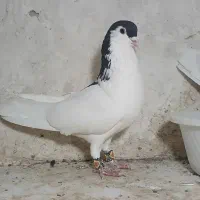 نرو ماده رنگی