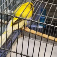 قناری رسمی بلند دم ۱۱ونیم تا ۱۲ونیم|پرنده|تهران, تهرانپارس غربی|دیوار