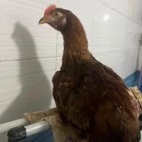 جوجه خروس