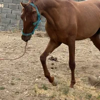 فروش اسب زیبای عرب خالص ایرانی