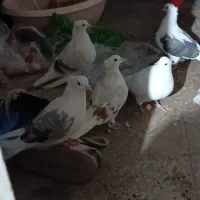 کبوتر|پرنده|بروجرد, |دیوار