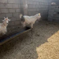 بز داشتی آبستن|حیوانات مزرعه|شوشتر, |دیوار