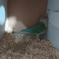 گرینجیک مولد