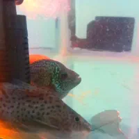 آکواریوم کوچک به همراه ماهی