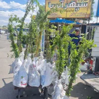 فروش نهال شناسه دار بادام تونو فقط(۴۵هزار)|خدمات باغبانی و درختکاری|دلیجان, |دیوار