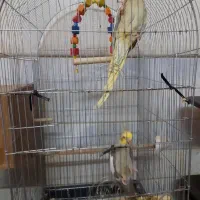 یه جفت عروس مولد