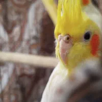 عروس هلندی (لوتینو)