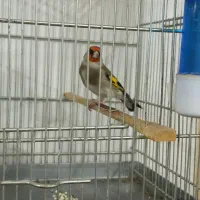 سهره دورگ|پرنده|مشهد, نیزه|دیوار